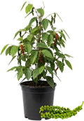 Black Pepper Plant Live Black Pepper Tree Plant Piper Nigrum Plants 4 to 6 Inches Tall Edible Herb for Indoor Outdoor Garden
