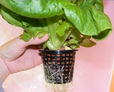 GOWE DWC Hydroponics system with big reservior with 6 site of basket cup