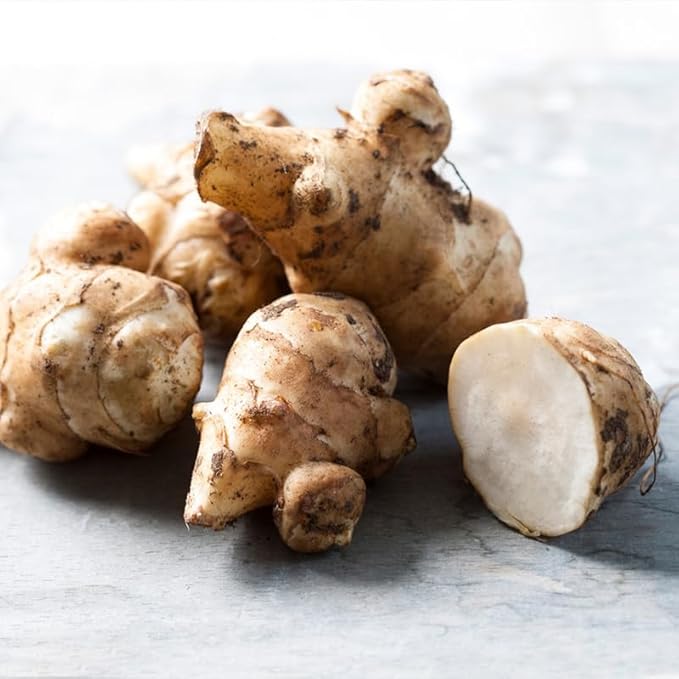 10 Jerusalem Artichoke Tubers Sunchokes Sunroots for Planting Large Size Hardy Perennial Artichoke Roots Vegetables for Garden