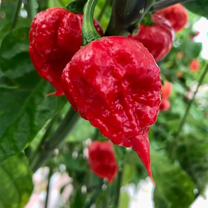 Pack 2 Red Carolina Reaper Pepper Live Plants Carolina Reaper Plants Live Carolina Reaper Pepper Plant Carolina Reaper Seedlings for Growing 80 Days Old Plants