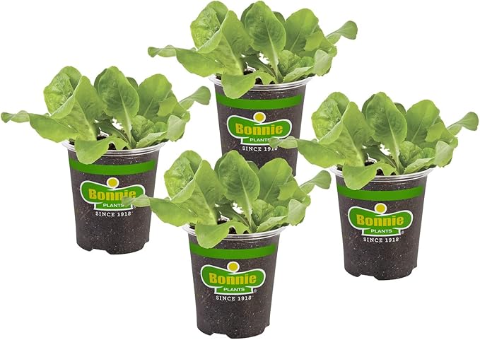 Bonnie Plants Buttercrunch Lettuce 19.3 oz. 4-pack