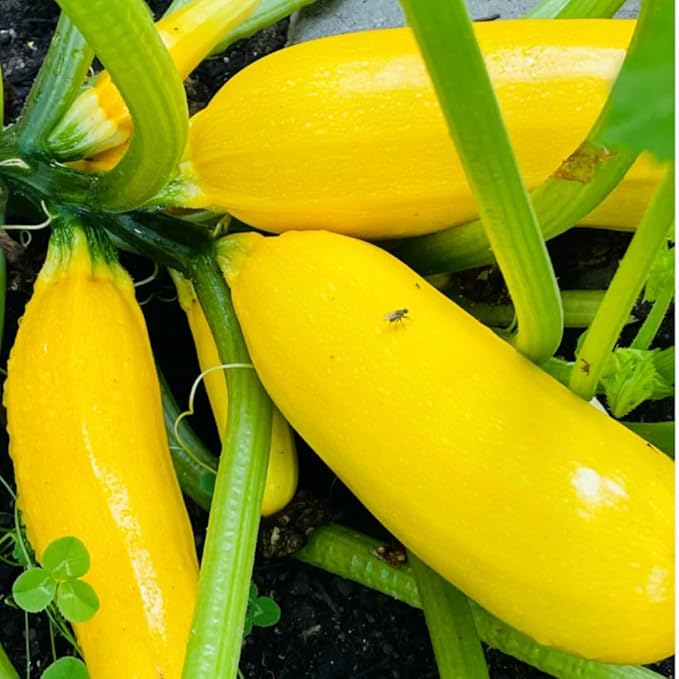 6 Zucchini Plants Seedlings 4 to 6 Inches Tall Live Yellow Squash Zucchini Plants for Planting