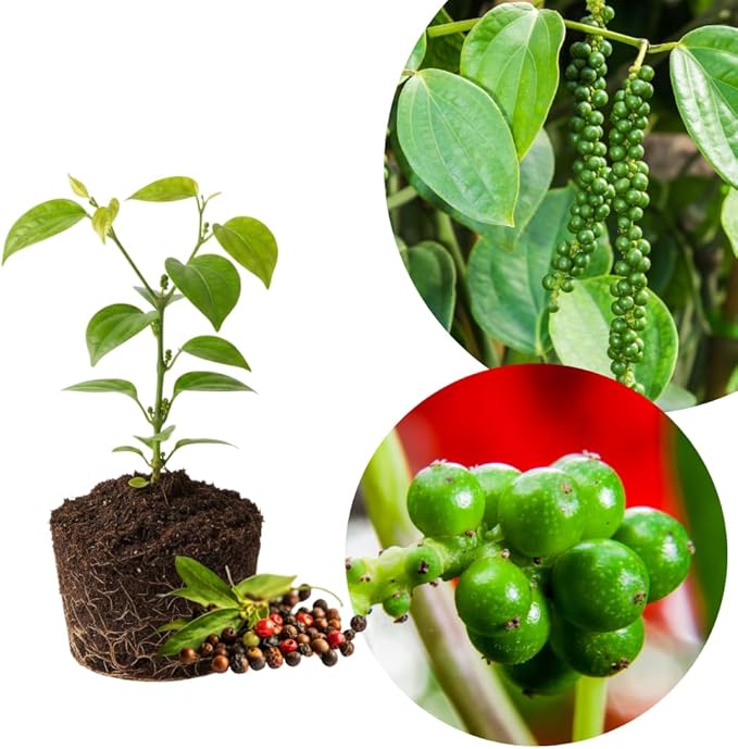 Black Pepper Plant Black Pepper Tree Plant 4 to 6 Inches Tall Edible Piper Nigrum Vines Indoor Outdoor Growing