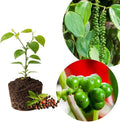 Black Pepper Plant Black Pepper Tree Plant 4 to 6 Inches Tall Edible Piper Nigrum Vines Indoor Outdoor Growing