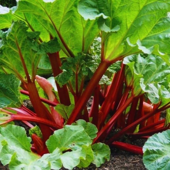 Red Rhubarb Plant for Planting Rhubarb Bare Roots 4 to 6 Inc in Height Perennial Vegetable Plant Zone 3 to 8