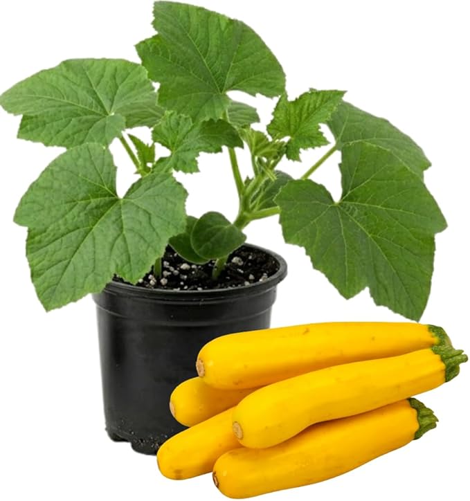 2 Yellow Zucchini Plants Yellow Summer Squash in 4 Inch Pots - 4-6 Inch Tall Live Vegetable Garden Plants