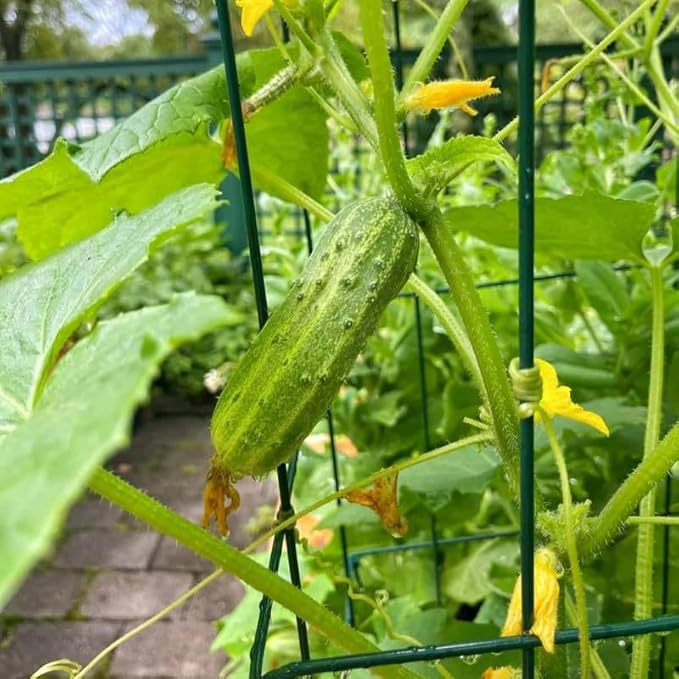 Marketmore Cucumber Plants in 4 Inch Pot 2 Plants per Pot 4-6 Tall Cucumber Plants Live for Planting Outdoor