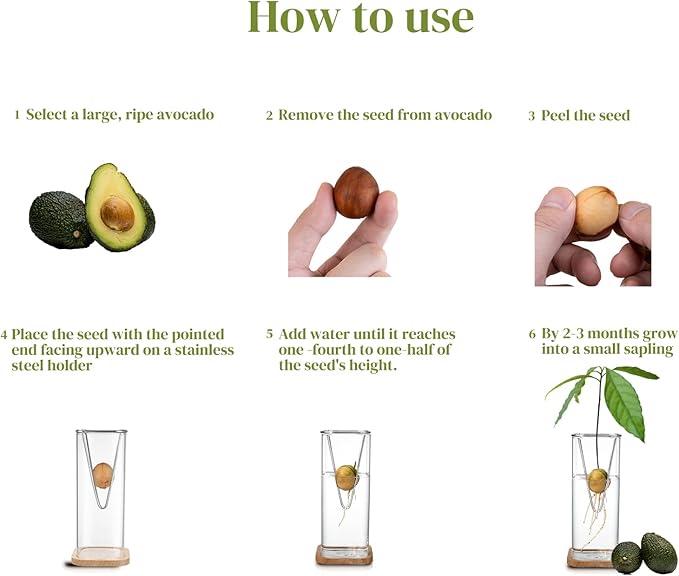 2 Pack Avocado Vase Grow Glass Avocado Seed Starter Vase Large Pit Propagation Kit Hydroponic Rooting Sprout Set