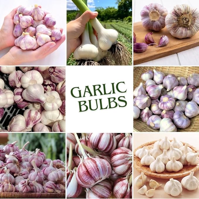 1 Pound Mix Hardneck Garlic Bulbs for Planting Fresh High-Yield Hardy Garlic for Garden or Container Growing