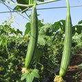 Luffa Plant 4 Inch Pot 2 Smooth Luffa Plants in a Pot 4 to 8 Inch Tall Loofa Gourd Vegetable Seedings