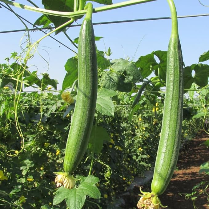 Luffa Plant 4 Inch Pot 2 Smooth Luffa Plants in a Pot 4 to 8 Inch Tall Loofa Gourd Vegetable Seedings