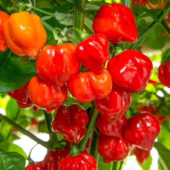 Pack 2 Red Carolina Reaper Pepper Live Plants Carolina Reaper Plants Live Carolina Reaper Pepper Plant Carolina Reaper Seedlings for Growing 80 Days Old Plants