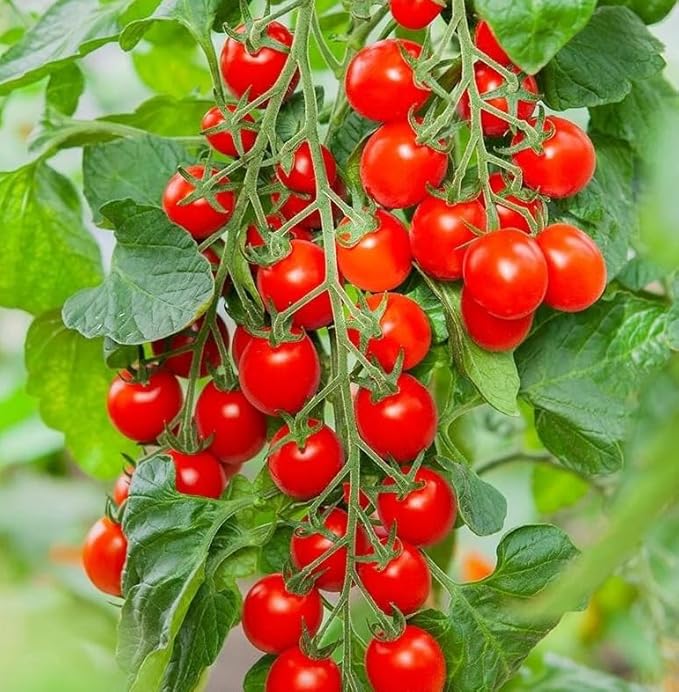 2 Pots 3 Cherry Tomatoes Plants 3-5 Inch Tall Red Tomato Seedling Heirloom Tomato Plants