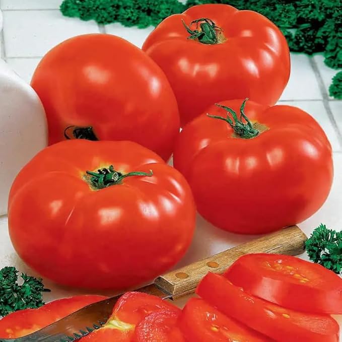 2 Tomato Plants Live 4 to 8 Inch Tall Big Beef Tomato Plants Tomato Plants Live Heirloom Tomato Plants Tomato Plants Live for Planting Outdoors
