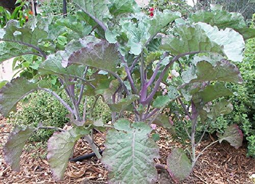 50 Seeds of Perennial Purple Tree Collards - Sweet Nutritious and Resilient Perennial Brassica!