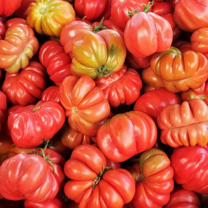 Set 2 Pots Beefsteak Tomato Plants 4 Inch Pot Live Tomato Plants 5 to 8 Inch Tall Vegetable Seedlings for Growing