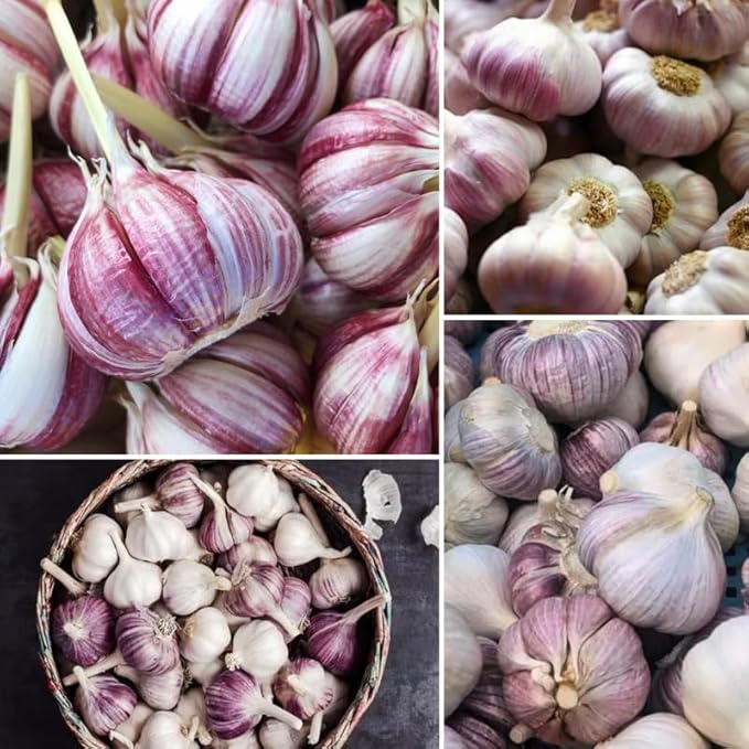 1 Pound Purple Stripe Hardneck Garlic Bulbs for Planting Fresh High-Yield Hardy Garlic for Garden or Container Growing