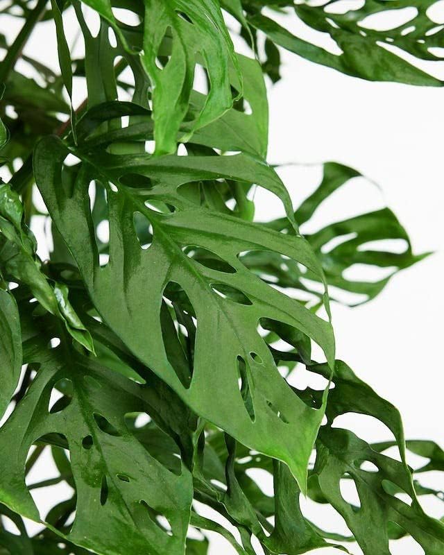 Gardenera Monstera Adansonii Planting Mix: Maximize Aeration Drainage &amp Nutrient Holding Capacity - 5 Quart Bag
