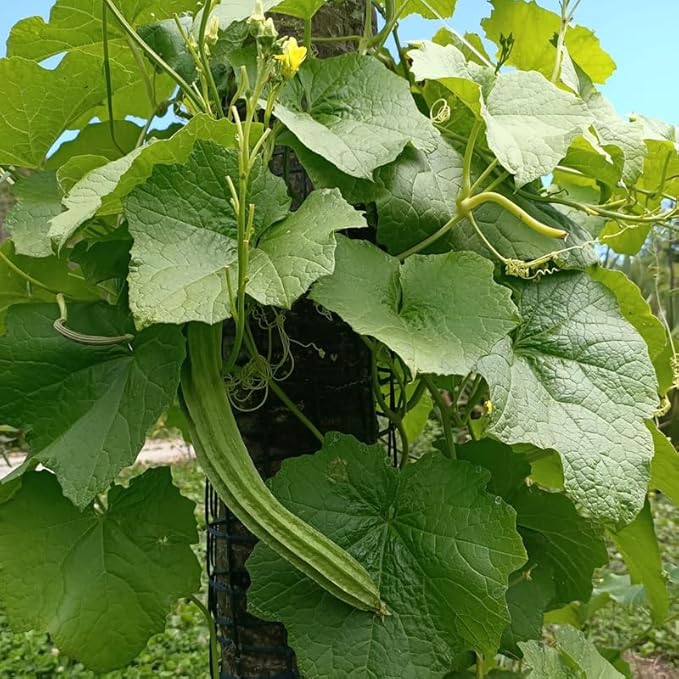 Ridge Luffa Plant 4 to 8 Inch Tall Live Gourd Loofah Plants in 4 Inch Pot Vegetable Vine Seedlings