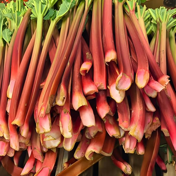Rhubarb Plants Root for Planting Hardy &amp Sweet Red Cherry Rhubarb Large Crown 6–7 Inch Easy to Grow for Beginners Fast- Growing Perennial