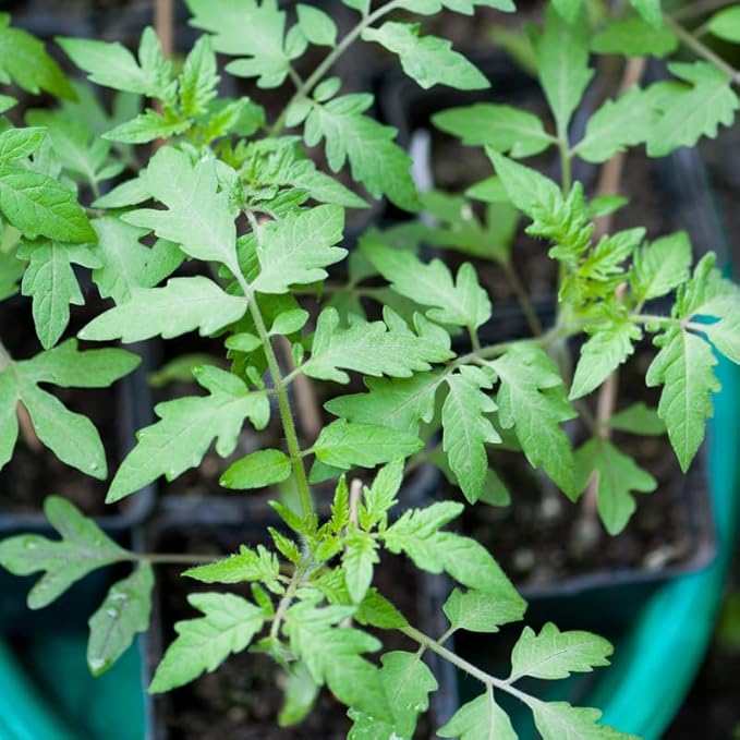 Pack 2 Pots Beefsteak Tomato Plants Live 4 Inch Pot Tomato Plants Live for Planting Outdoors Size 4 to 6 Inch