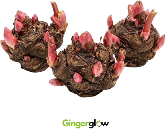 3 Rhubarb Roots Plants for Planting Large Red Cherry Rhubarb Crown Fast-Growing Hardy Rhubarb Plant for Outdoor and Backyard GardensHardy Non GMO Plant for Homegrown Gardens