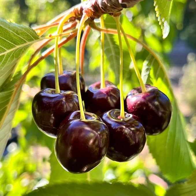 2 Black Cherry Trees Live Plants Sweet Cherry Plants Live Fruit Tree Bareroots Dormant 12-18 Inch Height Wild Black Cherry Seedling for Planting Home Garden