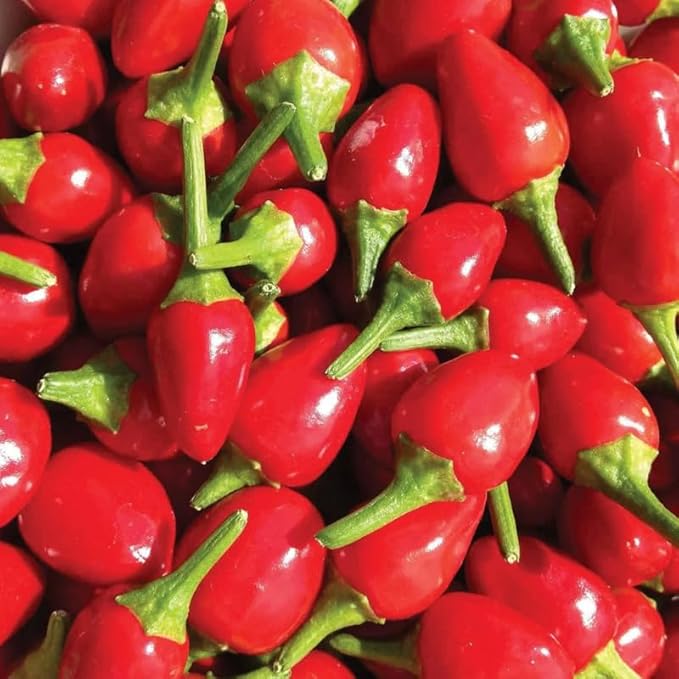 No CA Chiltepin Pepper Live Plant 120 Days Old Hot Chile Chiltepin Pepper Plants Live Tepin Chili Pepper Plants 7 to 10 Inc Tall for Growing