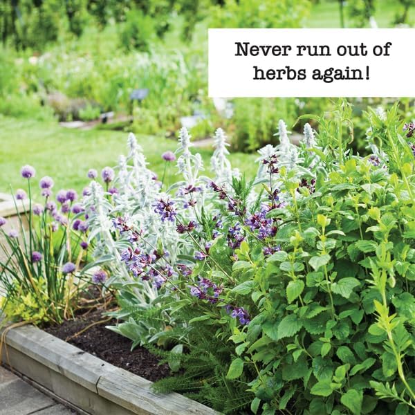 Ferry-Morse Herb Seed Kit - Organic High Germination Rate GMO Free - 10 Pack