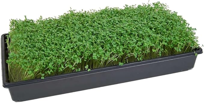 Vates Collards Seeds - 25 Lb Bulk - Heirloom Microgreens &amp Collard Greens Vegetable Gardening Seeds - Slow Bolt Frost Resistant