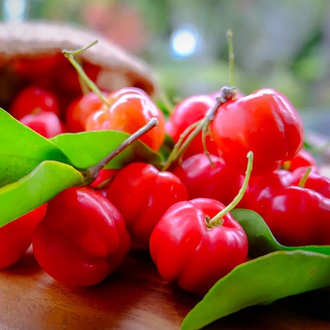 Acerola Red Cherry Seedling Barbados Cherry Live Plant 5-9” Tall