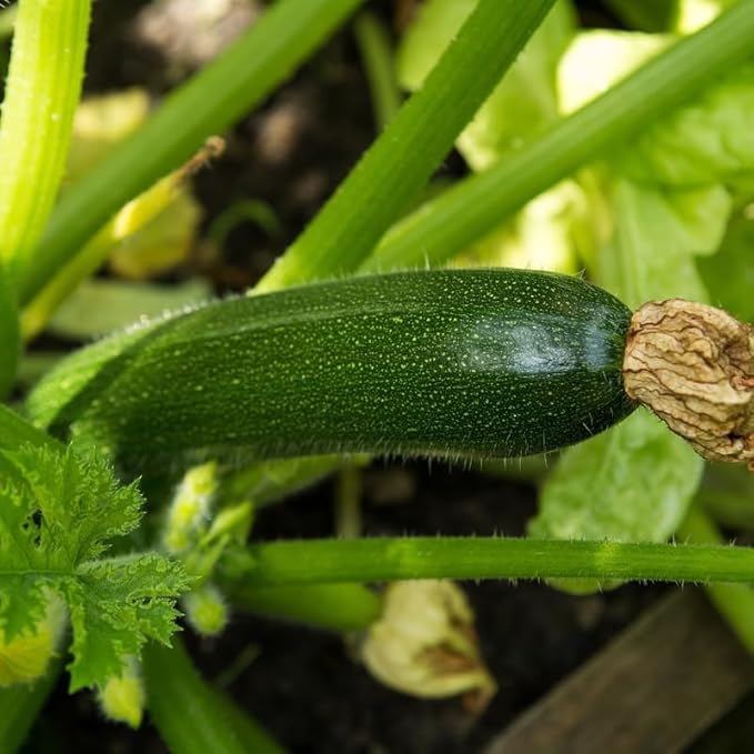 Green Zucchini Plants Live Summer Squash Plant 2 Plants in 4 Inch Pot 3 to 6 Inch Tall Seedlings for Planting Outdoor Garden
