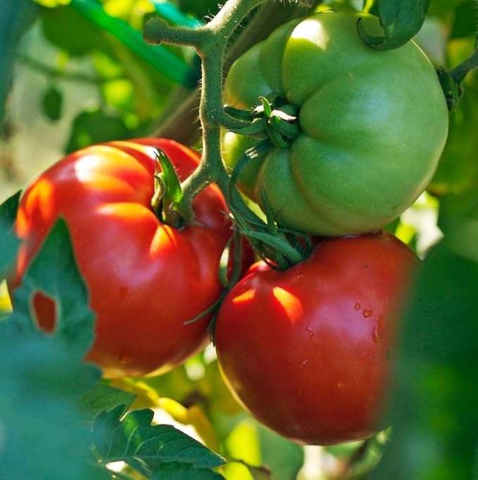 Big Boy Tomato Live Vegetable Plants 4-Pack