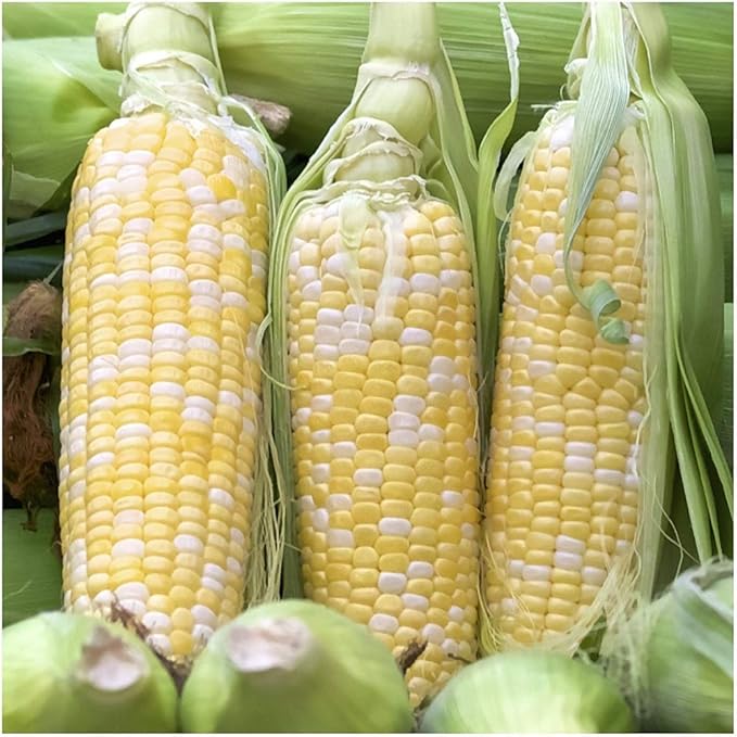 Bi-Color Sweet Corn Non-GMO Seeds 1 Pound (3000+ Seeds) - by Seeds2Go
