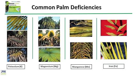 Power Spike for Palm Trees Palm Tree Fertilizer Spike. Nutrient Spike specifically formulated to Feed and fertilize All Types of Palm Trees and Address Deficiencies. Triple Pack 9.6 LBS (30 Spikes)