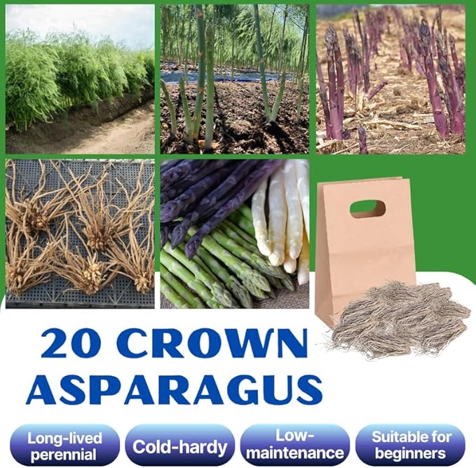 20 Mix Asparagus Roots - Bare Root Asparagus Crowns for Planting Perennial Vegetable Plants for Outdoor Garden