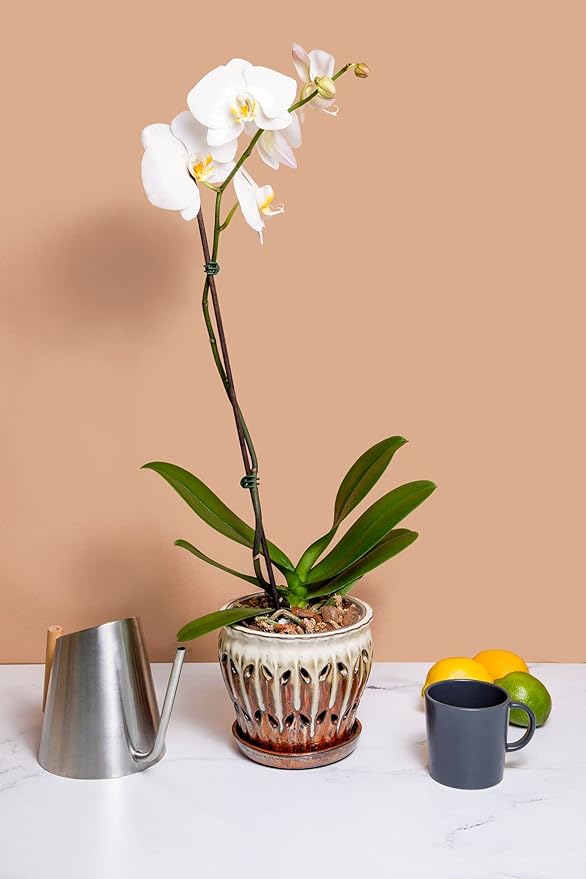 rePotme Orchid Potting Mix Phalaenopsis Dark Classic Orchid Mix (Junior Bag) - Hand Blended in The USA