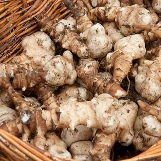 10 Jerusalem Artichoke Tubers Sunchokes Sunroots for Planting Large Size Hardy Perennial Artichoke Roots Vegetables for Garden