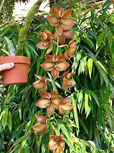 Orchid Fertilizer (MSU) 2lbs. K-Lite (12-1-1-10Ca-3Mg) Excellent for Orchids &amp Houseplants - Urea Free (Greencare)