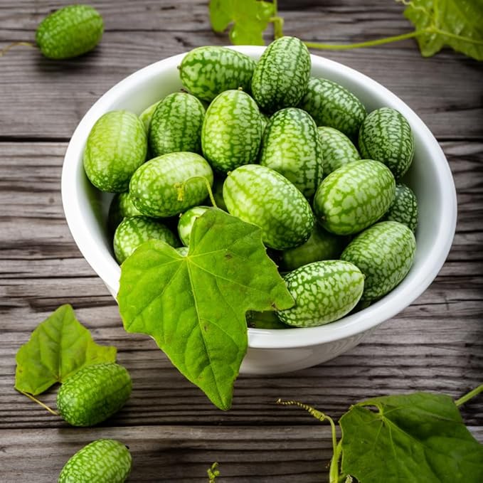 2 Cucamelon Plants Seedlings 4 to 6 Inches Tall Cucamelon Mini Cucumber Live Plant Vegetable Plants for Growing