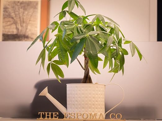 Espoma Organic 8 Ounce Concentrated Indoor Plant Food - Indoor Plant Fertilizer for Large &amp Small Plants Like Pothos Fiddle Leaf Fig Monstera Snake &amp Palms - Pack of 3