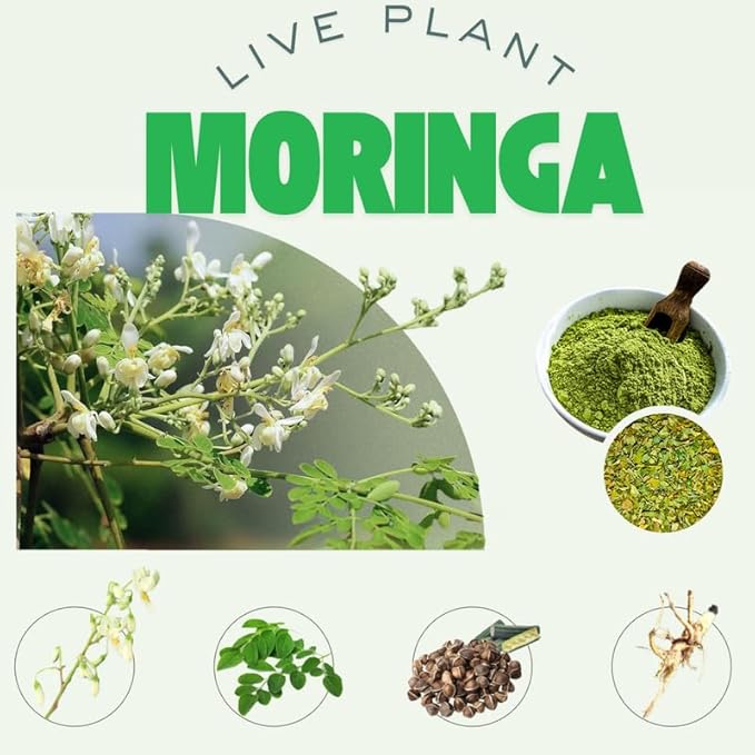2 Live Moringa Oleifera Plants Trees in 4 Pot Malunggay Drumstick Size 6-9 Inches in Tall Dormant in Winter