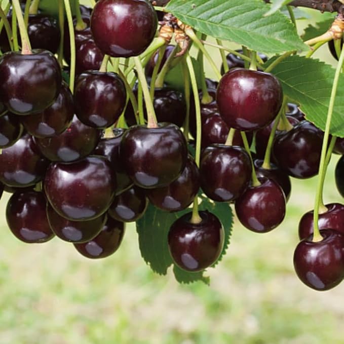 2 Black Cherry Trees Live Plants Sweet Cherry Plants Live Fruit Tree Bareroots Dormant 12-18 Inch Height Wild Black Cherry Seedling for Planting Home Garden