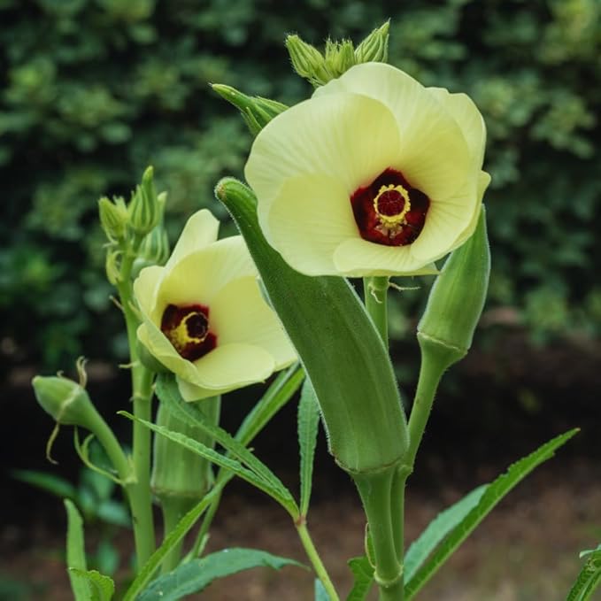 2 Okra Plants Live Green Okra Live Plant 4 Inc Potted