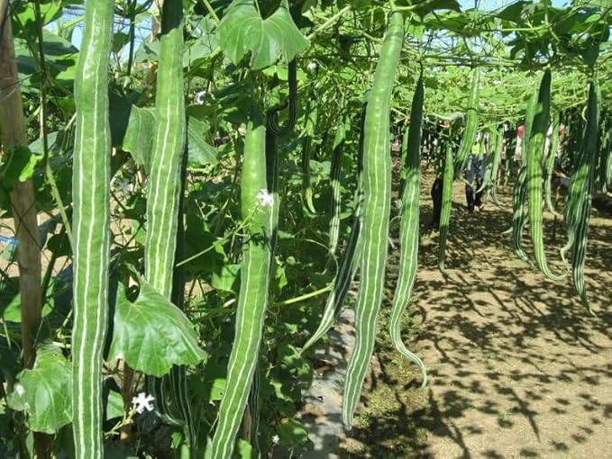 20 Seeds Padwal Maharashtra Indian Long Snake Viper Gourd Seeds Chichinda Chinese Python Snake Bean