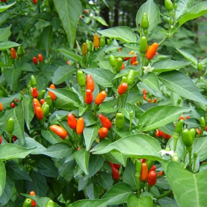 Pequin Peppers Plants 4 to 6 Inch Tall Pequin Chili Pepper Plant in 4 Pot Pepper Live Plants Vegetables Pepper Seedlings