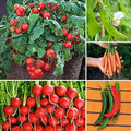 Park Seed Ultimate Container Seed Collection – Non-GMO Compact Vegetable Varieties for Patio Planters &amp Small Spaces with Tomato Pepper Pea Radish &amp Carrot Total of 515 Seeds
