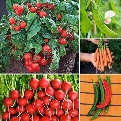 Park Seed Ultimate Container Seed Collection – Non-GMO Compact Vegetable Varieties for Patio Planters &amp Small Spaces with Tomato Pepper Pea Radish &amp Carrot Total of 515 Seeds