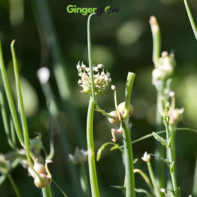 10 Egyptian Walking Onion Plants Live for Planting Outdoors 4-8 Inch Tall High Yield Fast Growing