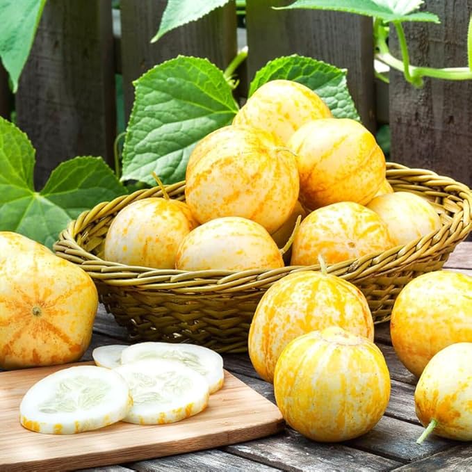 2 Lemon Cucumber Plants Live 4 Inches Pot 3 Inc to 5 Inches in Height Cucumber Starter Plants Cucumber Live Plants